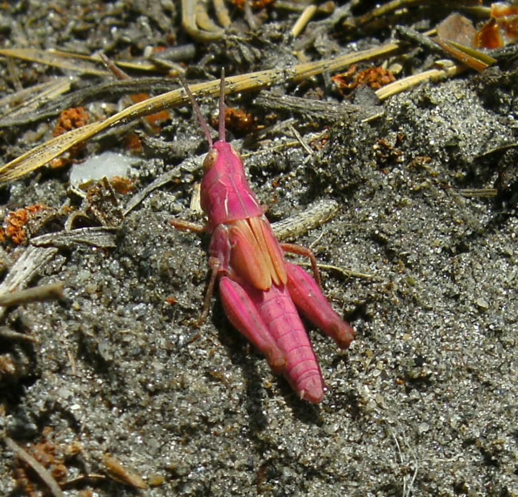 Cavalletta rosa da determinare